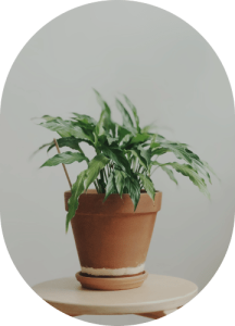 Pathos Plant